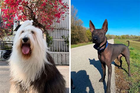 rare odd dog breed|20 Rare Dog Breeds You Never Knew Existed .